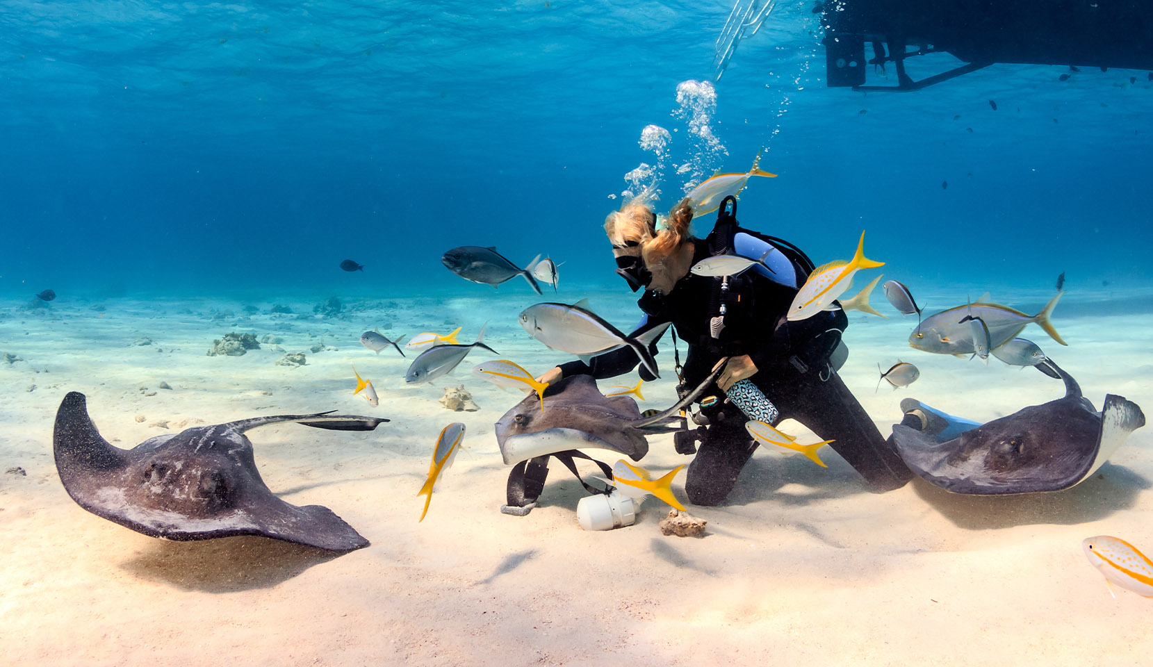 Stingray City Antigua