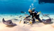 Stingray City Antigua